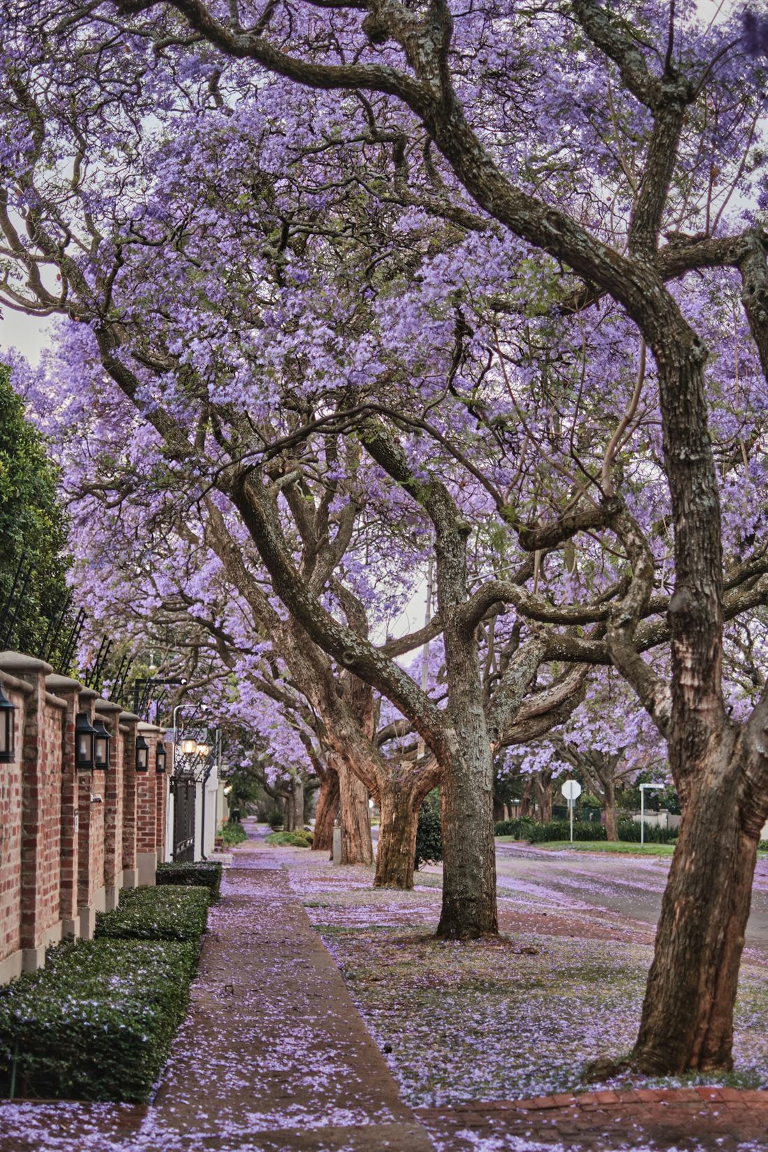 A quiet Pretoria street lined with jacaranda trees, purple blossom drifting across the pavement beside brick garden walls